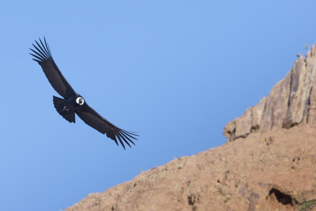 Andean Condor in flight, Patagonia, Argentina