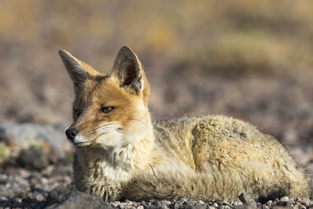 The ggCulpeo fox is widely distributed through the Andes, this individual was at 4,000m in Tres Cruces de Navado national park, Chile.