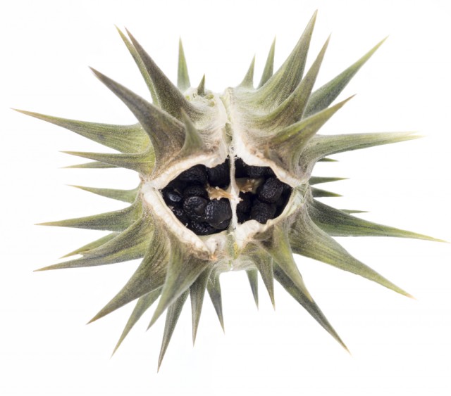 spiky seedpod