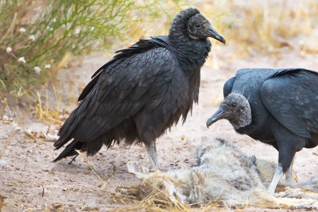 Black Vultures at a kill