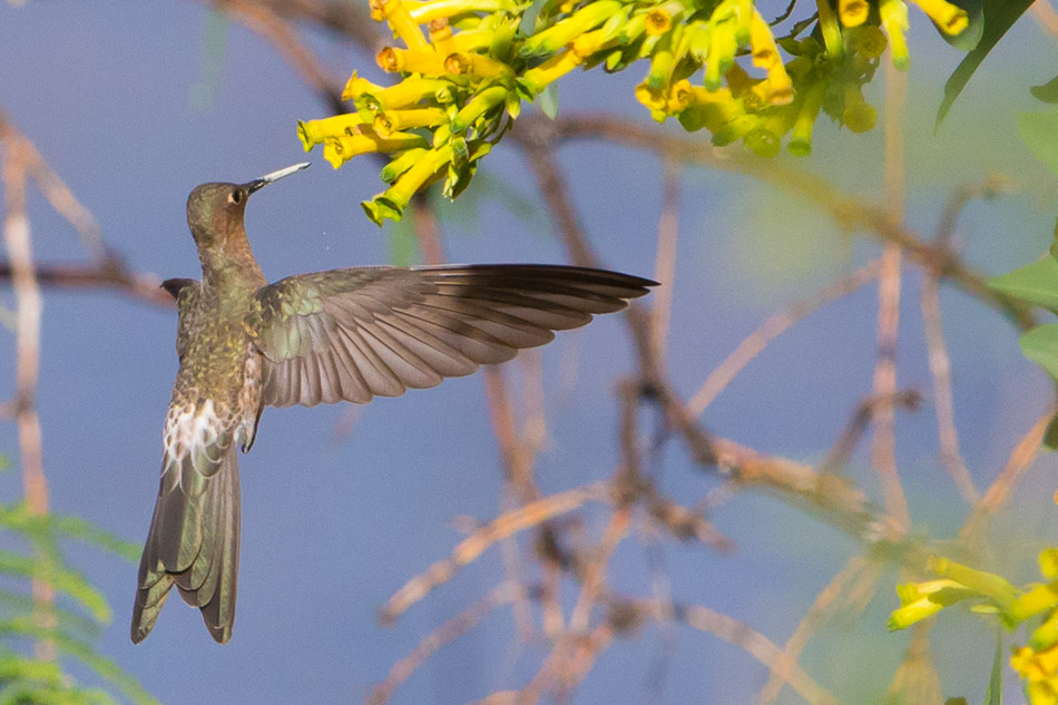 Giant Hummingbird feeding-1