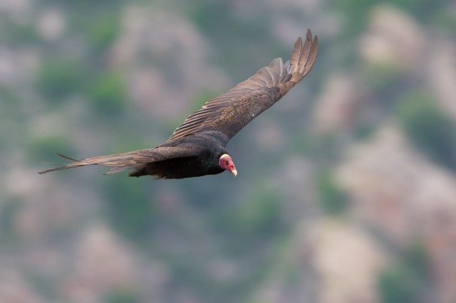 Turkey vulture, Rio Negro, Argentina.