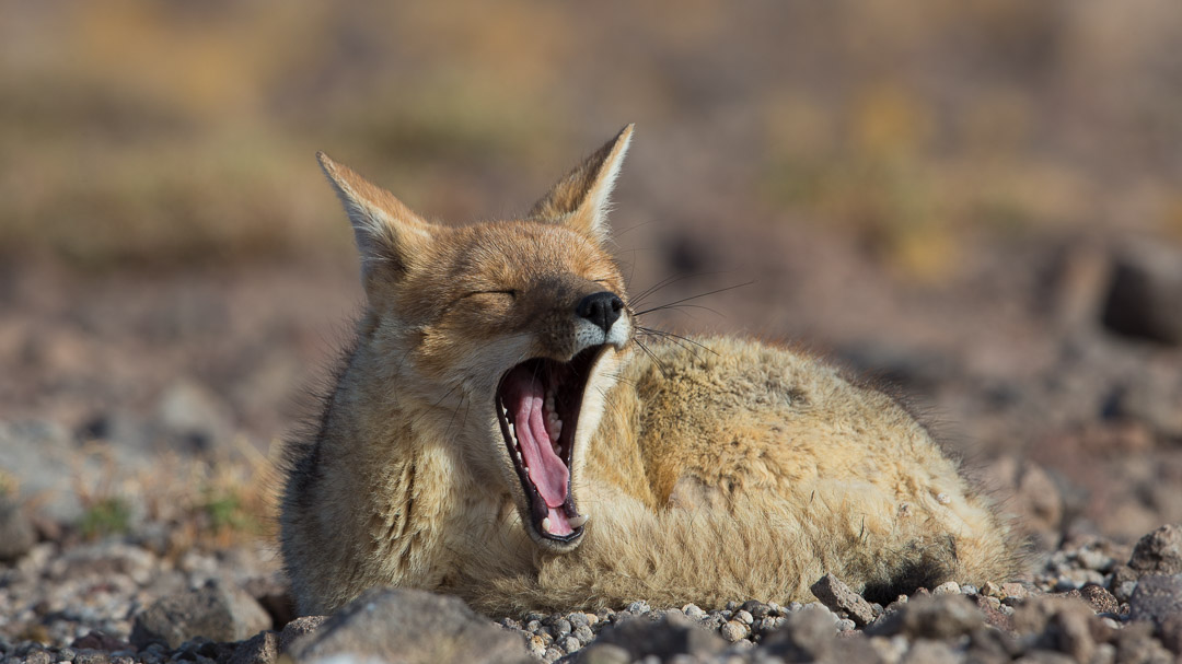 fox yawning-1
