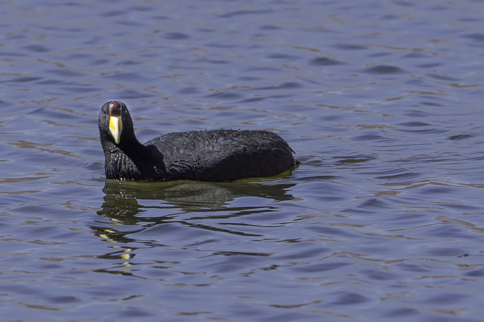 Andean Coot-6