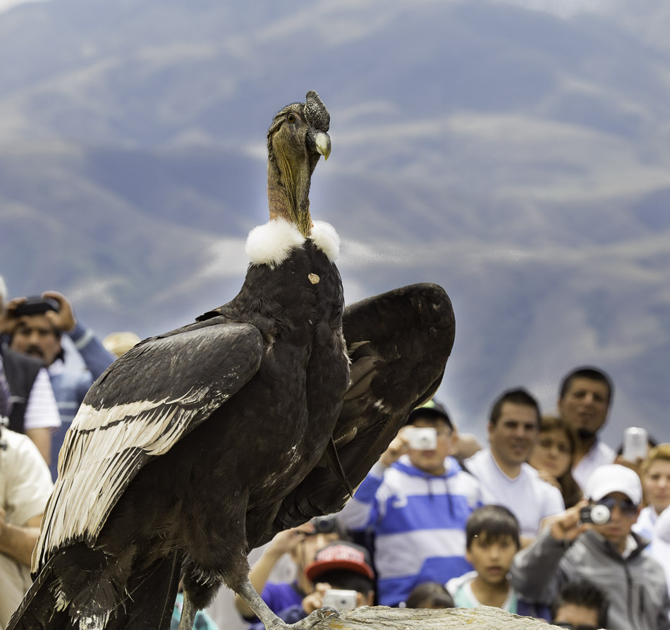 Andean Condor being liberated, Tafi del Valle,Argentina.