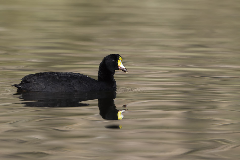 Giant Coot on high andean lake, Jujuy province.