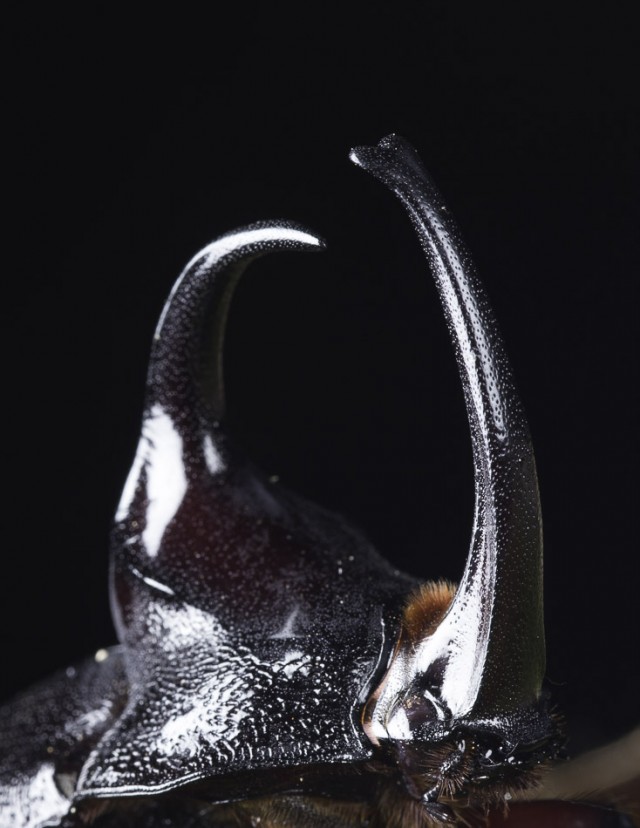 Rhinocerous Beetle