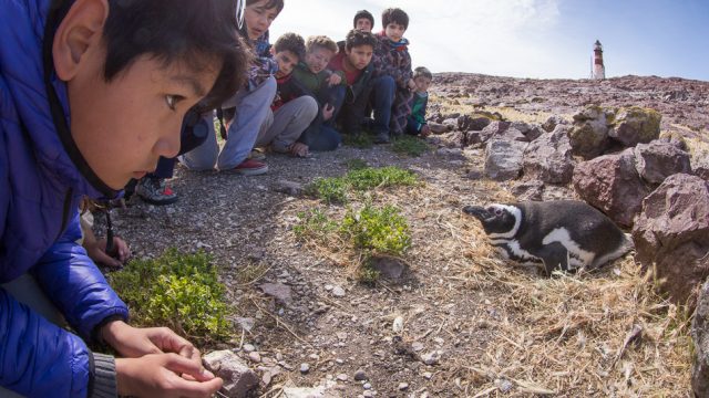 kids love penguins