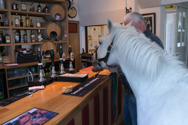 horse in pub