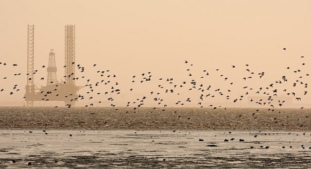 Migrant birds often follow the coastline