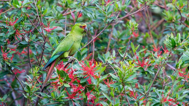 Slender-billed Parakeet loves to feed on the Chilean Fire Bush