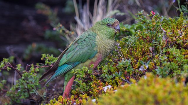 Austral Parakeet feeding on berries amid the snow of Tierra del Fuego.