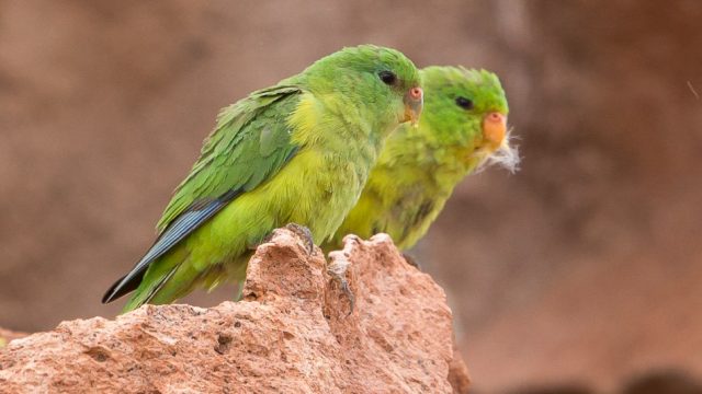 Mountain Parakeets. They prefer rocky outcrops to trees. 