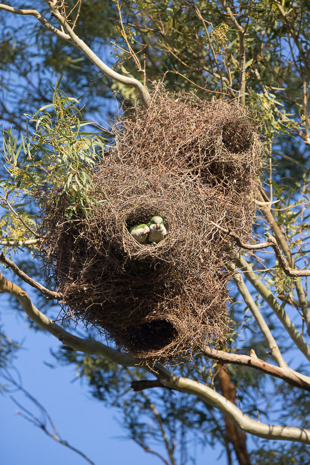 Monk Parakeets at their nest entrance.