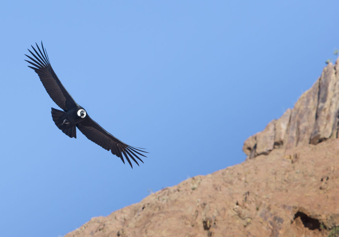 Andean Condor in flight, Patagonia, Argentina